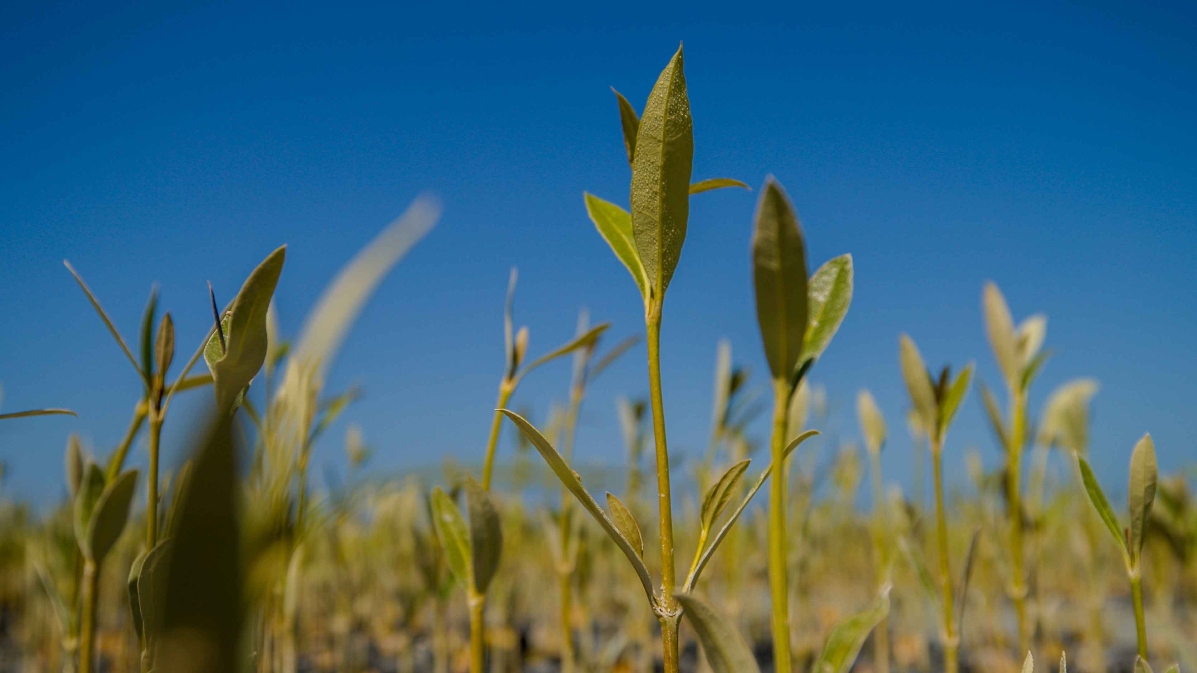 Mangrove Nursery: Story Behind the Story